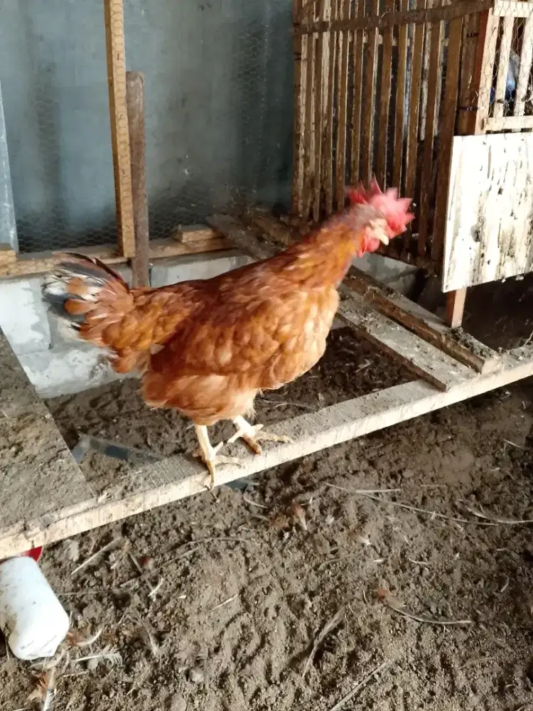Ayam petelur ayam negri