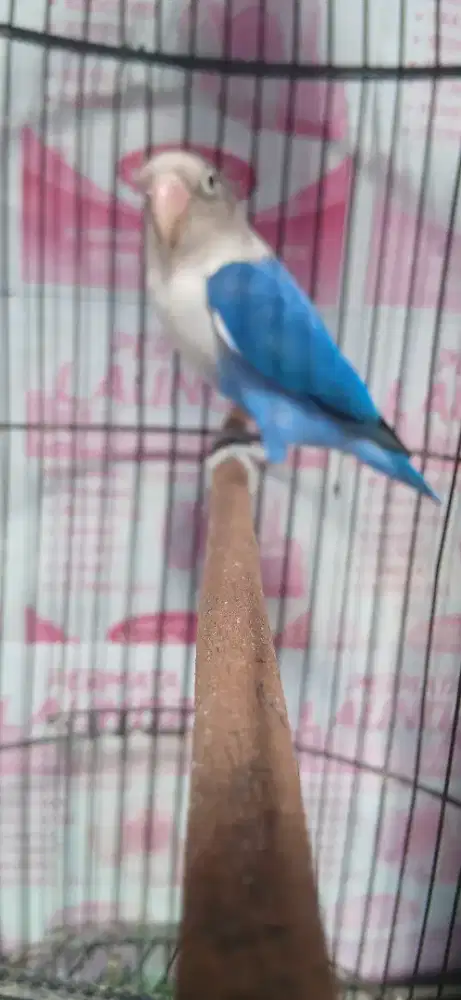 Lovebird mulus burja