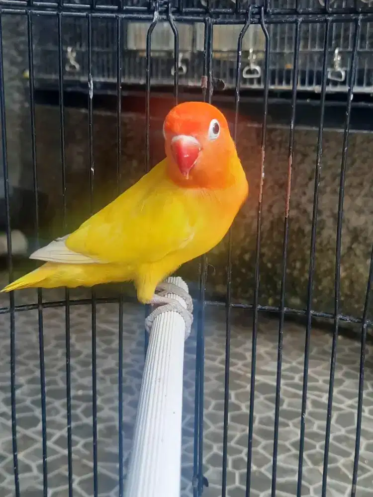 Lovebird Lutino MH kuning bersih trah MM