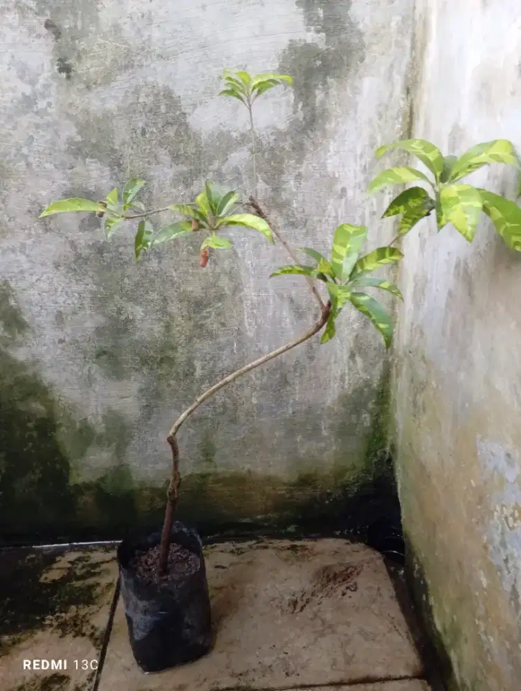 Tanaman buah sawo varigata