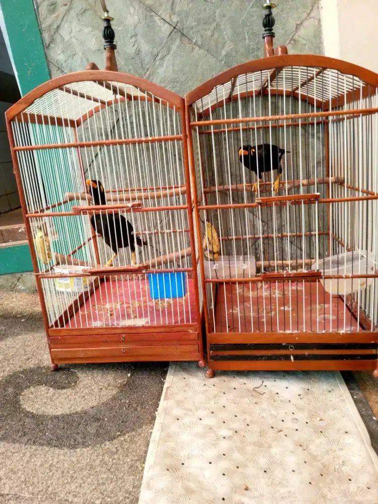 Eooo sepasang usia muda