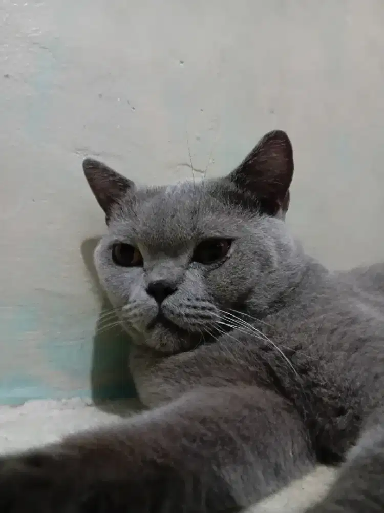 Bsh ped wcf jantan birahi