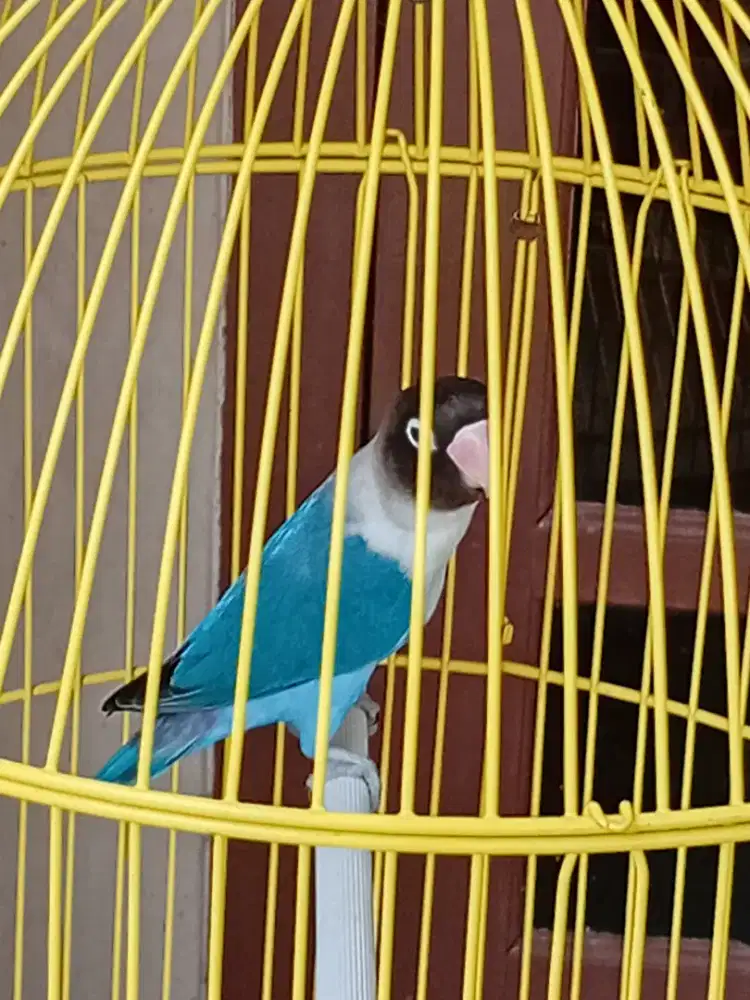 Lovebird mangsi dewasa
