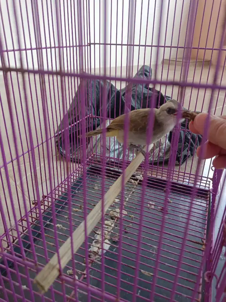 anak burung trukcukan / jogjog