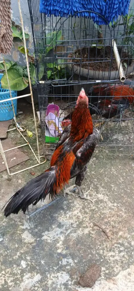 Ayam bangkok kampung