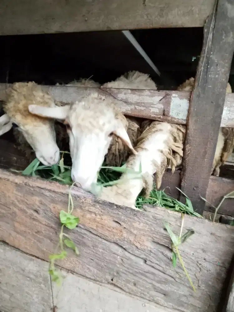 Dijual kambing dewasa 1 jantan 2 betina