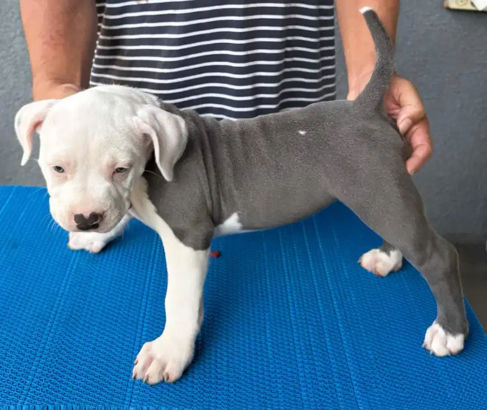 American Bully line jambi superbull