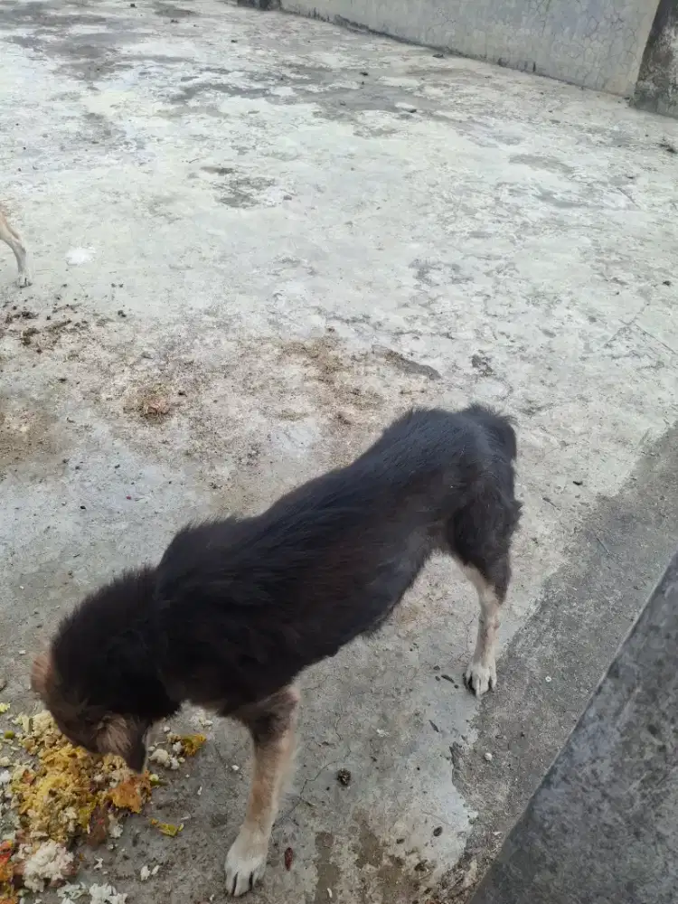 anjing kampung betina dewasa