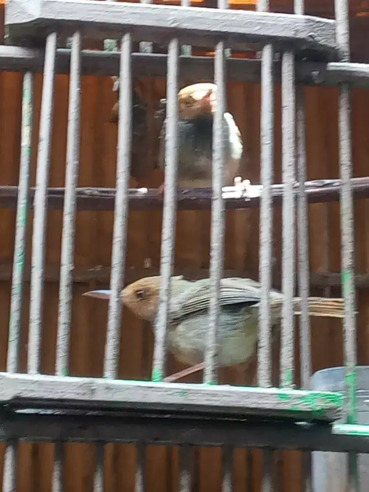 Prinjak atas(cininin)