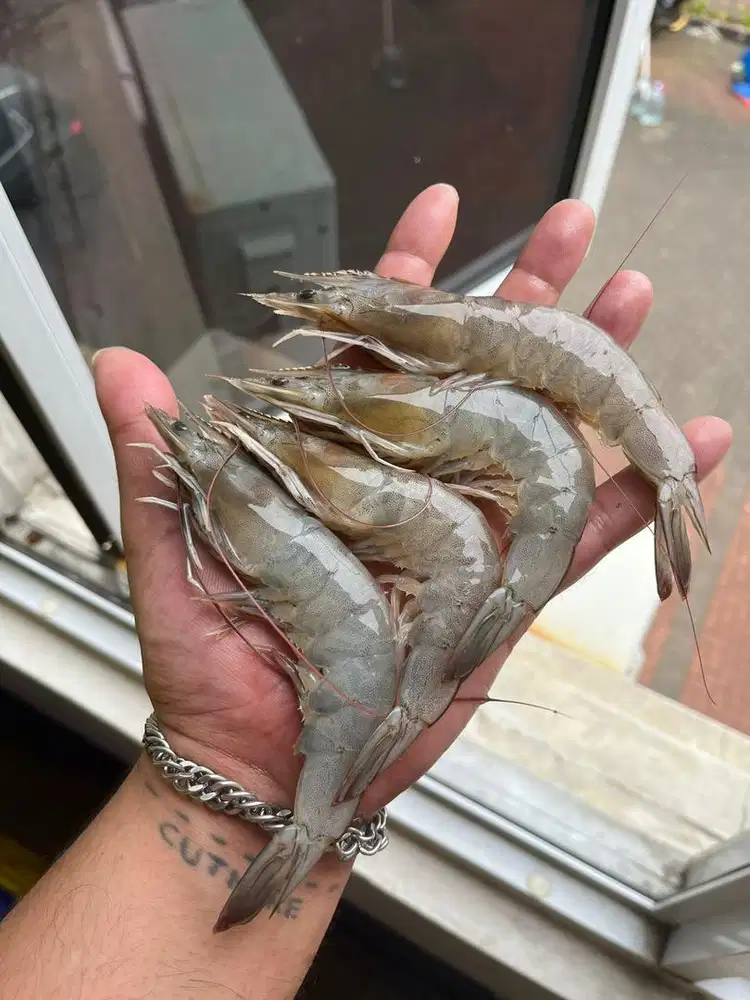 Dicari sales untuk jual udang dan seafood