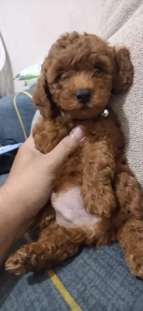 Red Toy Poodle Jantan