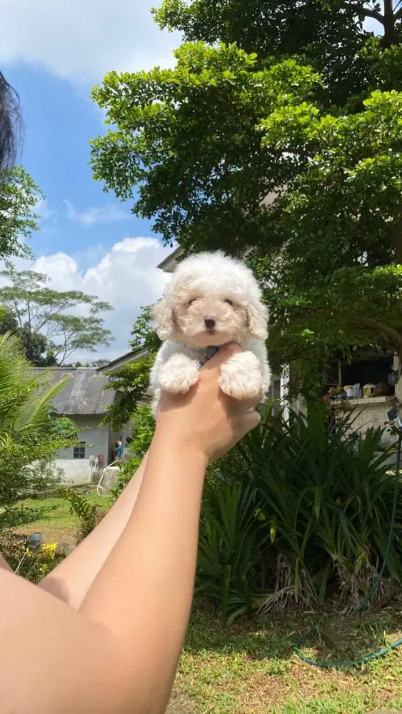 Snowy Party Poodle & Red Toy Poodle