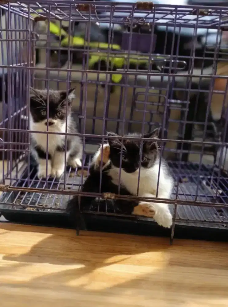 Kucing anakan usia 2 bln