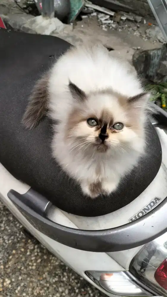 Kucing Persia betina