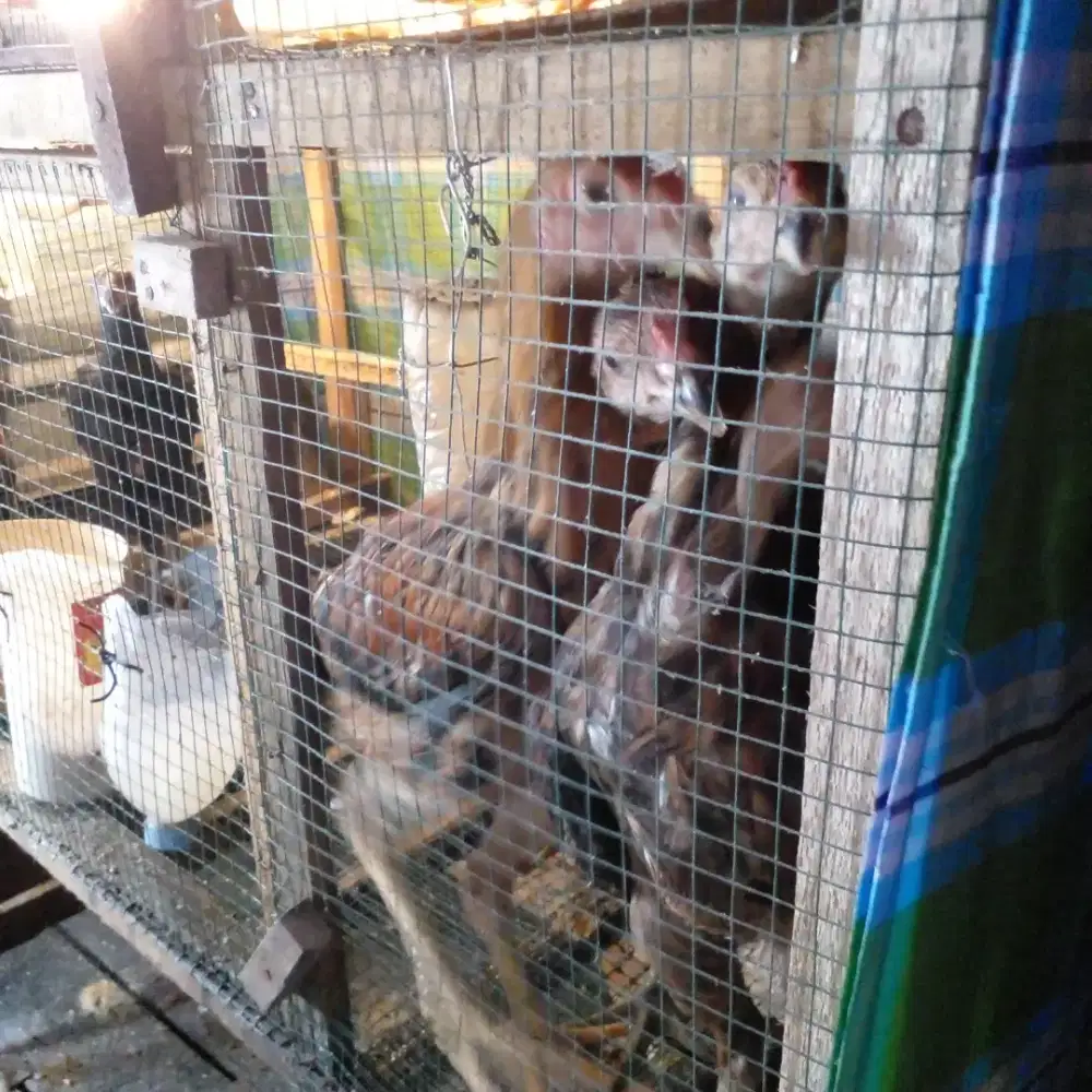 Anakan ayam kampung jago