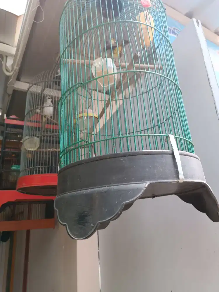 Jual burung jalak omas, rengganis + sangkar