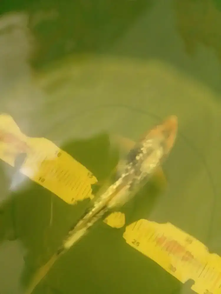 Ikan koi jenis Shiro Ginrin 26cm tategoi