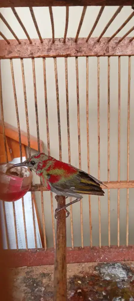 Burung kolibri merah