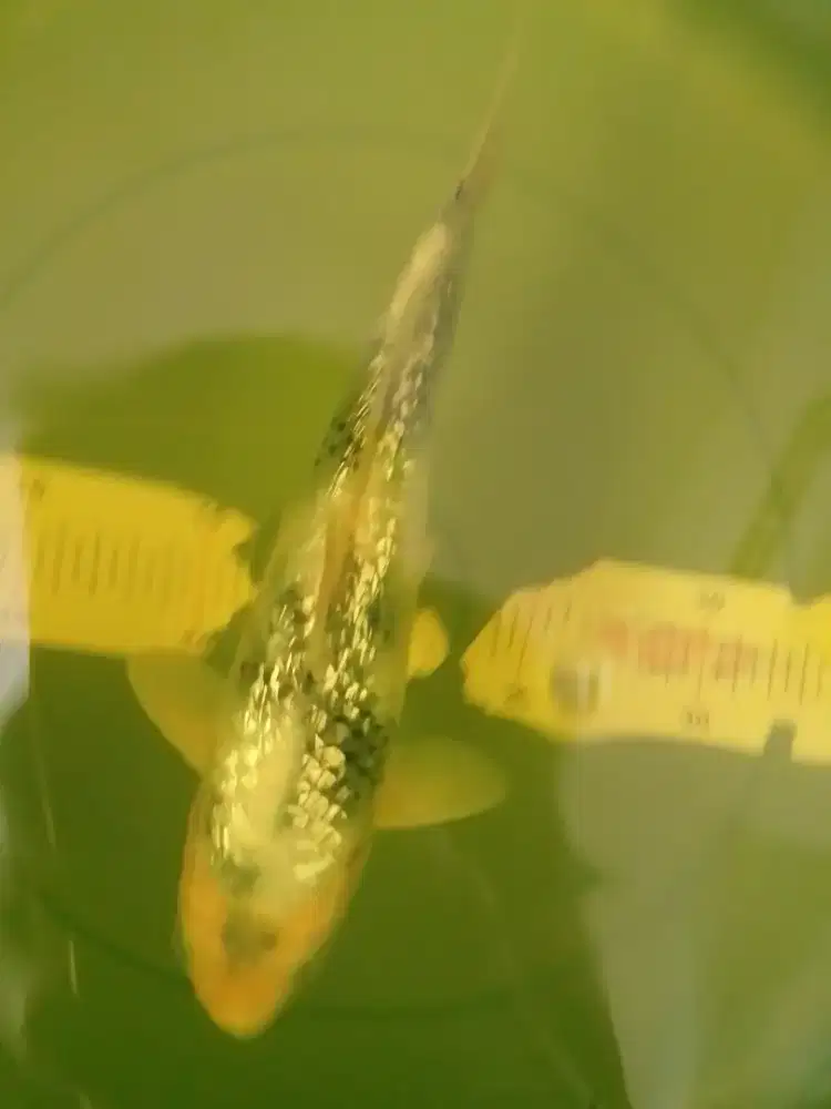 Ikan koi jenis Shiro Ginrin 26cm bagus