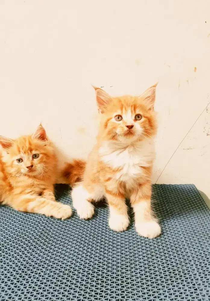 Kitten mainecoon Betina Pure No mix. Induk ped Cfa maine Coon