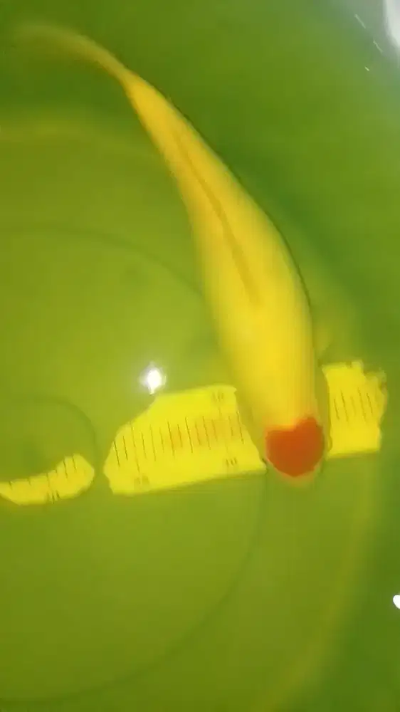 Ikan koi jenis Tancho 33cm pola original