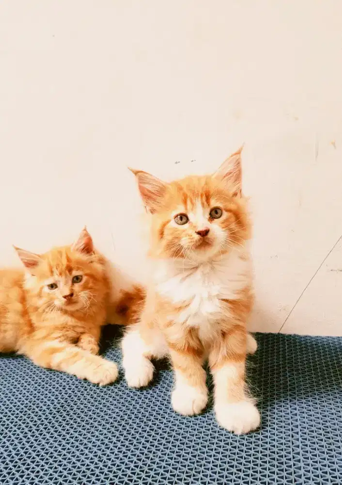 Kitten mainecoon Betina Pure. Induk ped Cfa Maine Coon