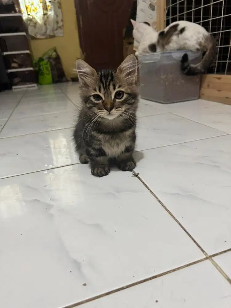 Munchkin 2.5 bulan jantan borongan