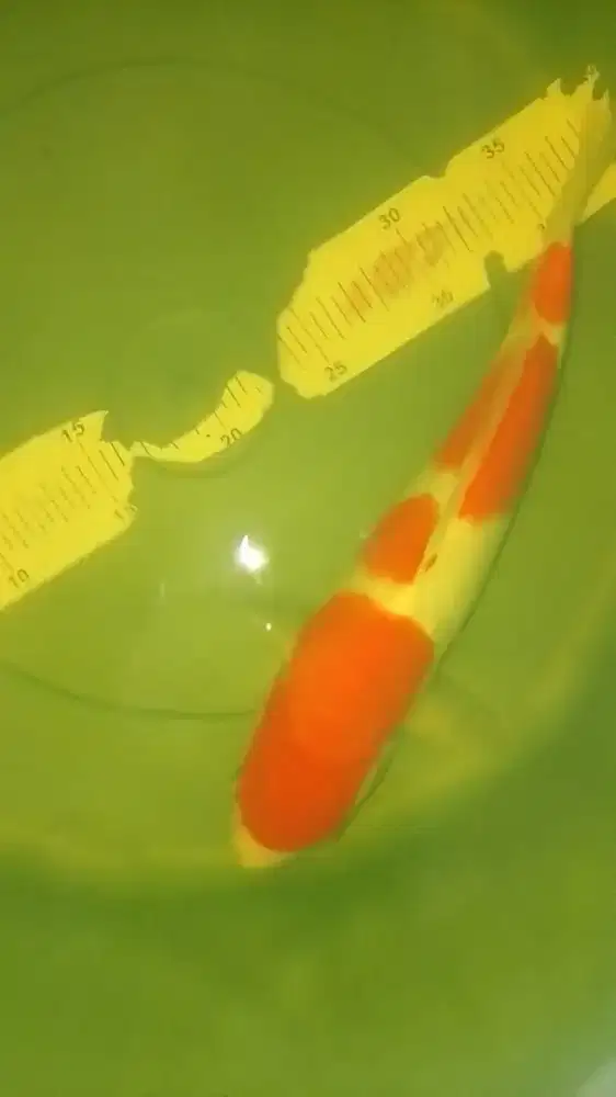 Ikan koi jenis Kohaku 35cm warna merah strong