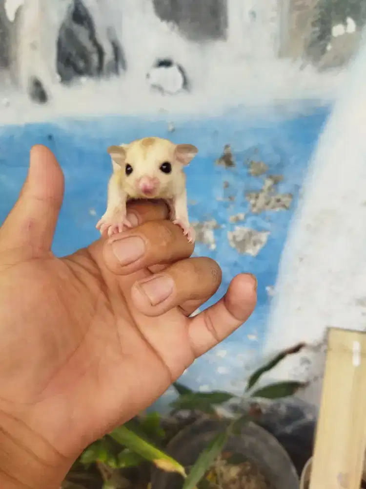 sugar glider creamino