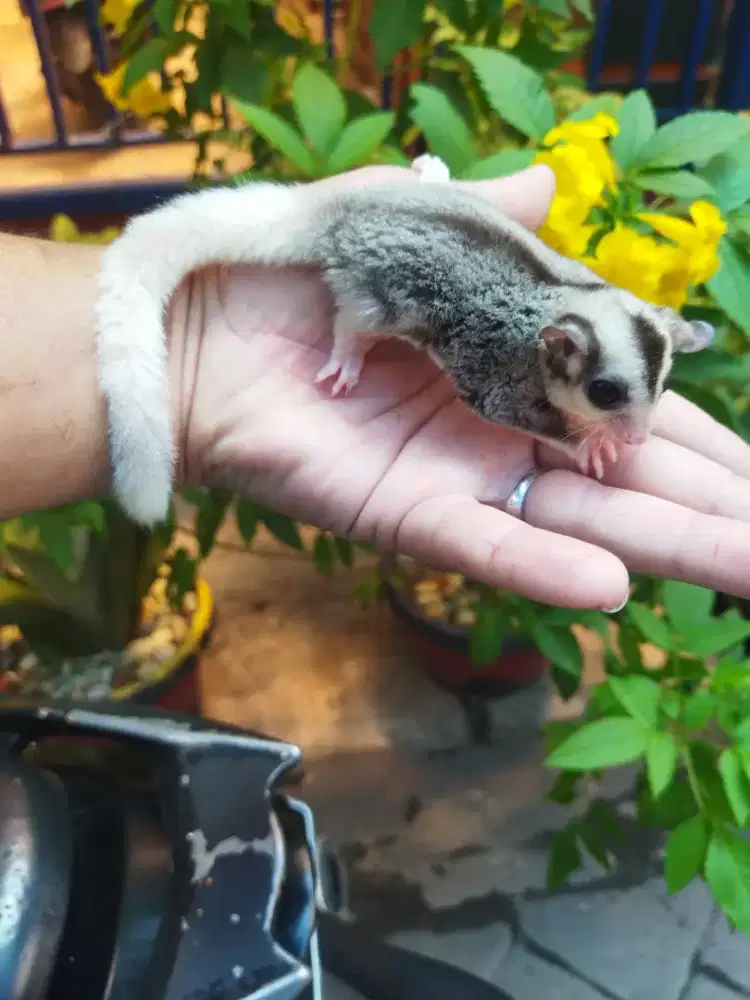 sugar glider mozaic jantan