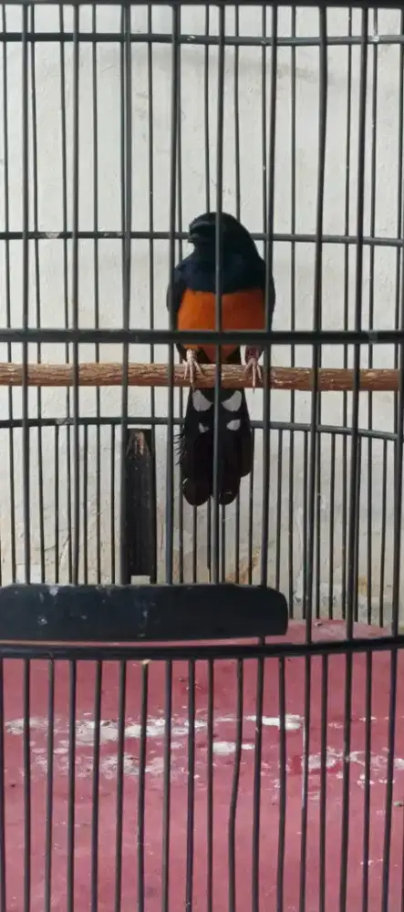 Balak 6 sama kandang