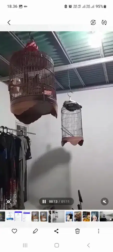 Wambi gacor lagi dorong ekor...