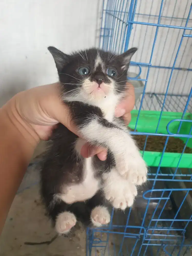 Lepas adopsi kucing induknya dan anaknya 2