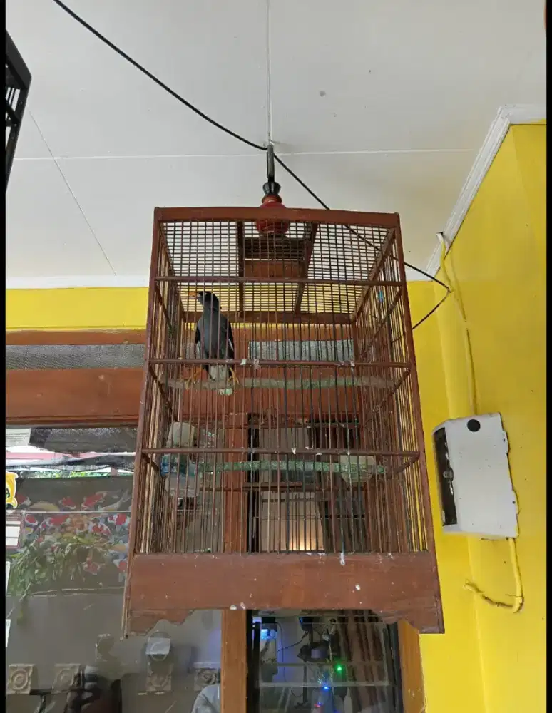 JALAK KEBO GACOR DEWASA KOMPLIT SANGKAR.