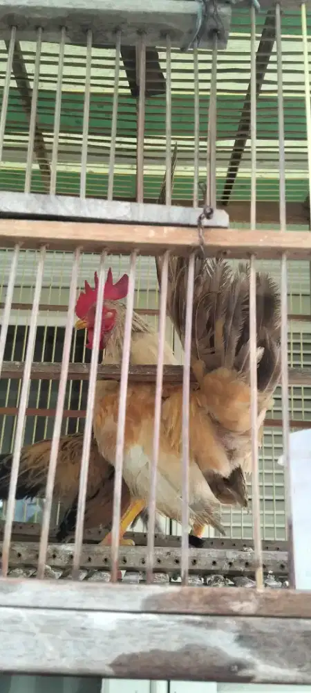 Ayam kate jago gacor