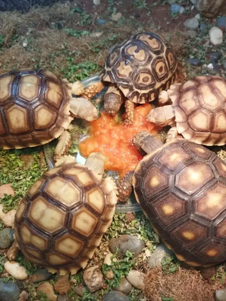 Sulcata OS, pardalis, redfoot