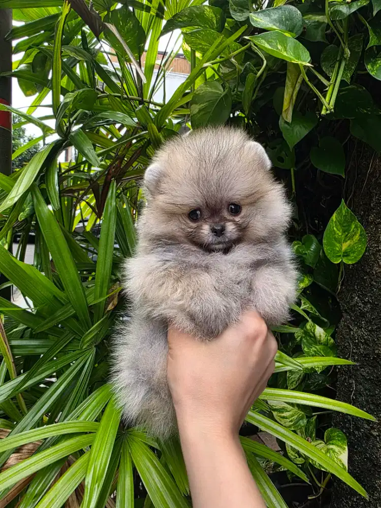 Anjing Supermini Pom TERMURAH !!