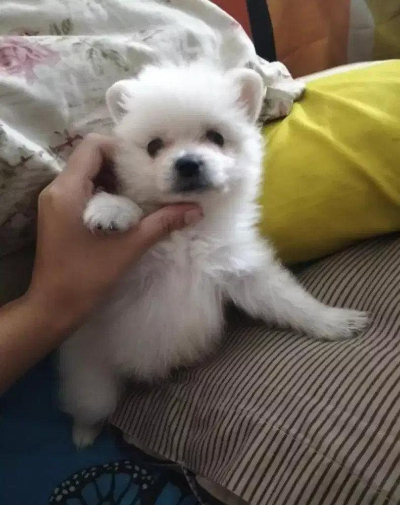 JUAL murah. Puppy snow white pomerania