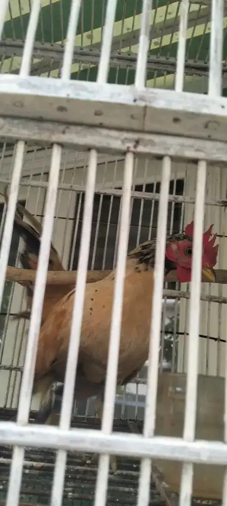 Ayam Jago kate remaja