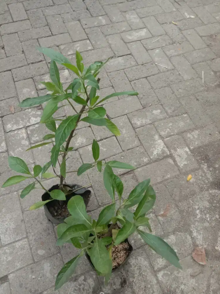 Tanaman Herbal Daun Afrika