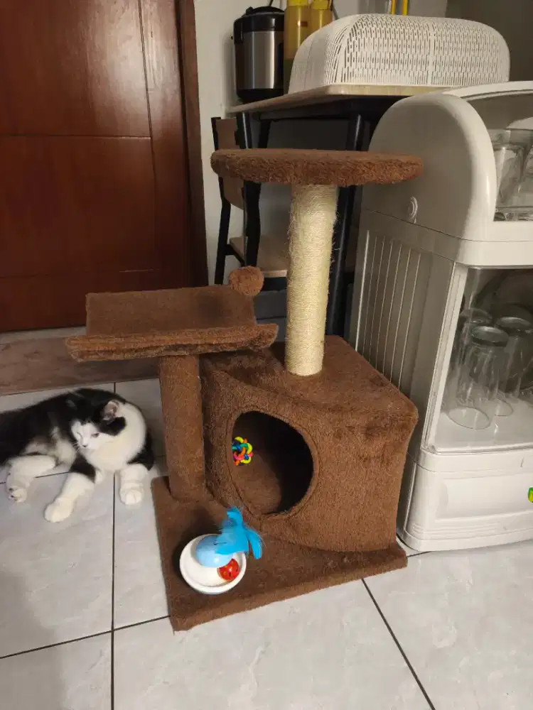 Mainan kucing paws n tails azko