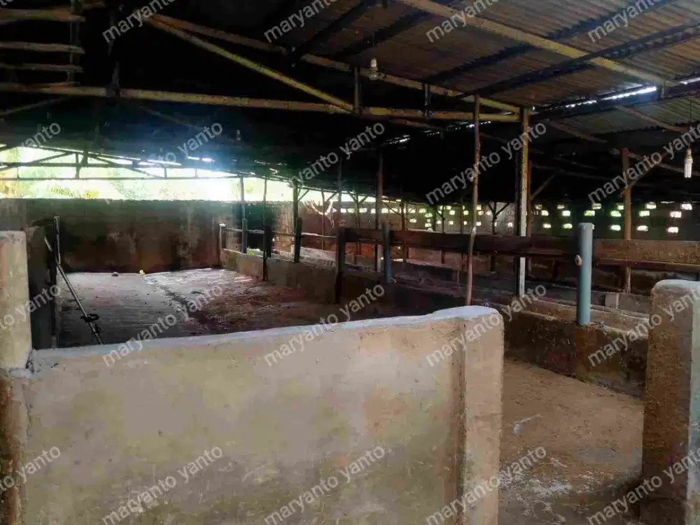 DIJUAL CEPAT TANAH EX KANDANG SAPI DI JLN. SOAK SIMPUR LRG. BAHAGIA PALEMBANG