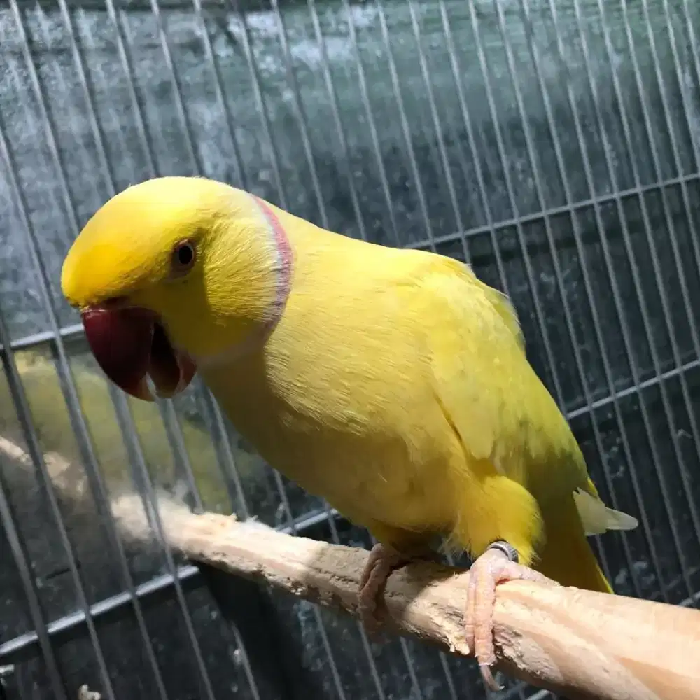 Indian ringneck lutino