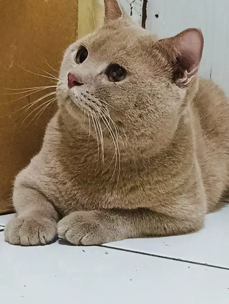 kucing british shorthair jantan fawn 13 bulan birahi