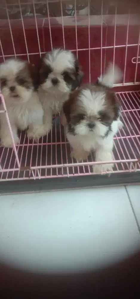 Anakan Shitzu jtn.btn.5 Minggu