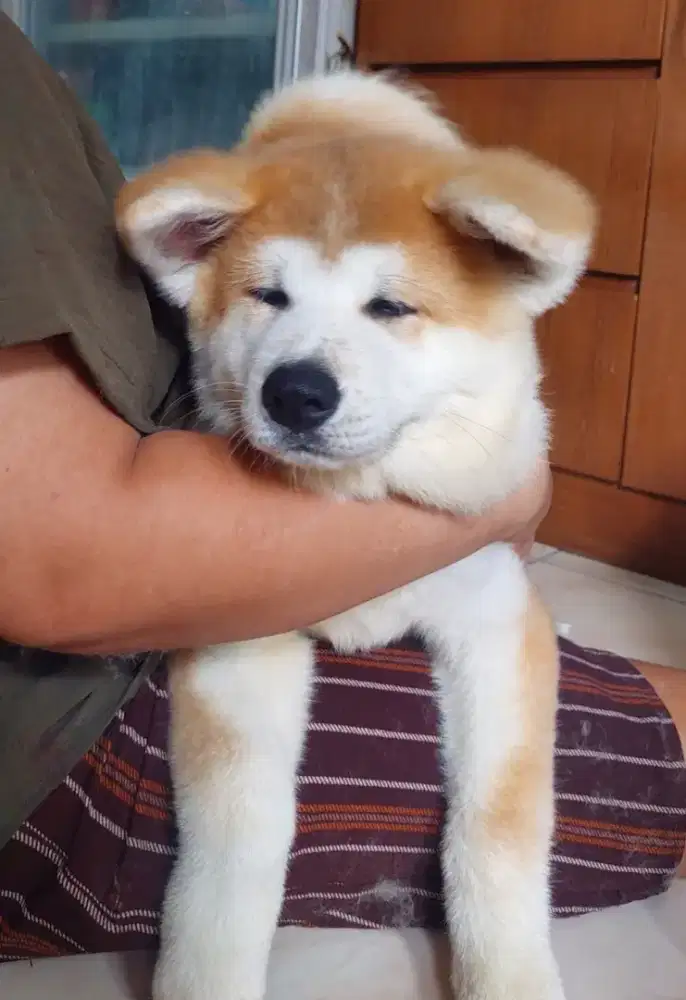 Puppy Japanese Akita