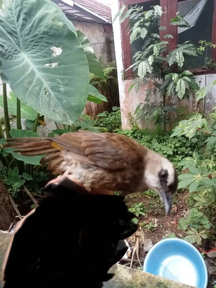 Burung trucuk Jogjog