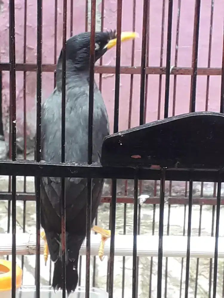 Jalak kebo jantan Gacor berisik di bogor