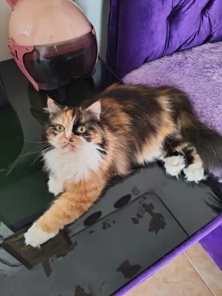 jual kucing betina platnose