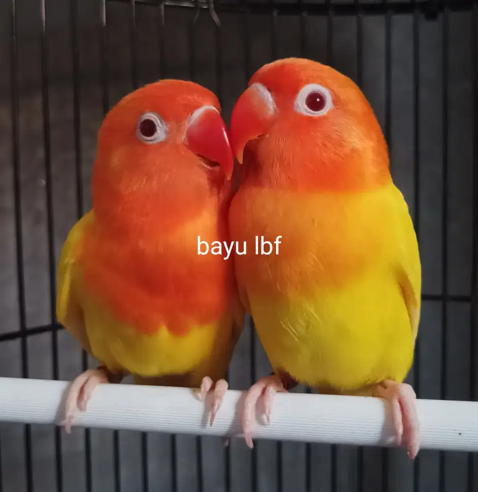 Burung Lovebird love bird Lutino MM paud aman milet